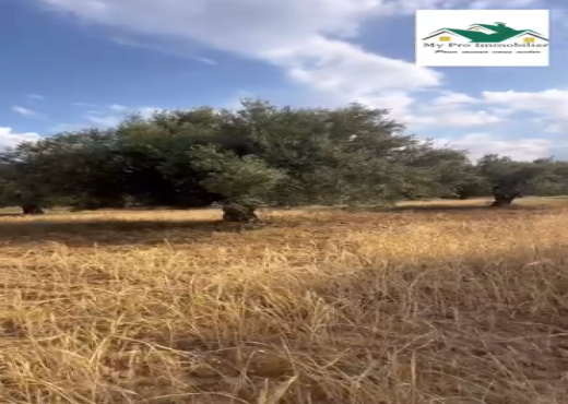 سانية للبيع في سيدي بوعلي - Bien immobilier à {"id":20,"country_id":219,"name":"SOUSSE","slug":"sousse"} - Agence My Pro Immobilier